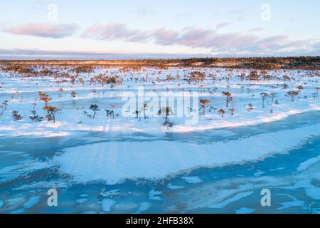 Tourbière vintatique avec des lacs de tourbière congelés et de petits pins pendant un beau coucher de soleil aux couleurs pastel dans le parc national de Soomaa, Estonie. Banque D'Images