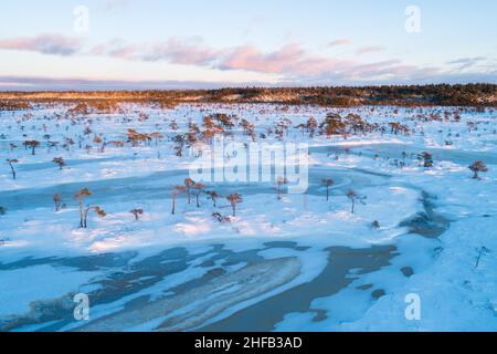 Tourbière vintatique avec des lacs de tourbière congelés et de petits pins pendant un beau coucher de soleil aux couleurs pastel dans le parc national de Soomaa, Estonie. Banque D'Images