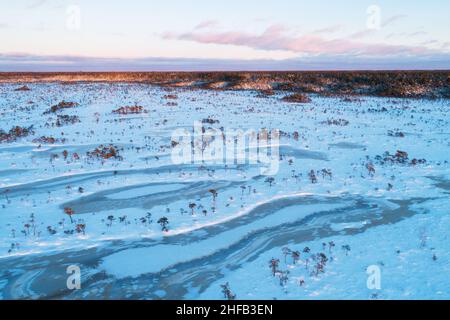 Tourbière vintatique avec des lacs de tourbière congelés et de petits pins pendant un beau coucher de soleil aux couleurs pastel dans le parc national de Soomaa, Estonie. Banque D'Images