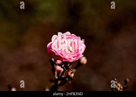 fleur de la hanche de rose ou rose sauvage poussant à côté des routes et des parcs Banque D'Images