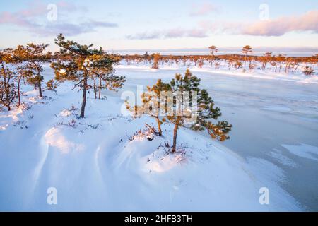 Petits pins à tourbière dans un tourbière surgelé et enneigé au coucher du soleil dans le parc national de Soomaa, en Estonie. Banque D'Images