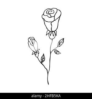 Rose peinte.Fleur dessinée à la main, élément de conception botanique.Illustration de fleurs vectorielles. Illustration de Vecteur