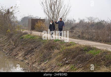 (220115) -- NANCHANG, le 15 janvier 2022 (Xinhua) -- des travailleurs patrouillent le long de l'étang de lotus au sanctuaire de grues sibériennes cinq étoiles de Nanchang, près du lac Poyang, à Nanchang, dans la province de Jiangxi, en Chine orientale, le 12 janvier 2022.Le lac Poyang, le plus grand lac d'eau douce du pays, est un lieu d'hivernage important pour les oiseaux migrateurs.En 2021, le gouvernement local du comté de Yugan a publié une politique de compensation pour les agriculteurs et réservé du riz aux oiseaux migrateurs pour augmenter les réserves de fourrage pour les oiseaux.Dans le sanctuaire des grues sibériennes cinq étoiles de Nanchang, près du lac Poyang, des grues y ont été attirées pour foo Banque D'Images