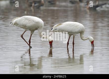 (220115) -- NANCHANG, 15 janv. 2022 (Xinhua) -- les grues blanches fourraillent au sanctuaire cinq étoiles de grues sibériennes de Nanchang, près du lac Poyang, à Nanchang, dans la province de Jiangxi, en Chine orientale, 12 janv. 2022.Le lac Poyang, le plus grand lac d'eau douce du pays, est un lieu d'hivernage important pour les oiseaux migrateurs.En 2021, le gouvernement local du comté de Yugan a publié une politique de compensation pour les agriculteurs et réservé du riz aux oiseaux migrateurs pour augmenter les réserves de fourrage pour les oiseaux.Dans le sanctuaire des grues sibériennes cinq étoiles de Nanchang, près du lac Poyang, des grues y ont été attirées pour la nourriture sur un lotus pon Banque D'Images