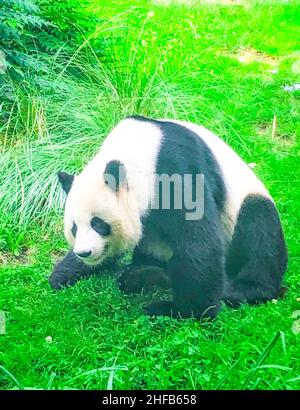 Très beau et mignon panda ours marchant dans la nature Banque D'Images