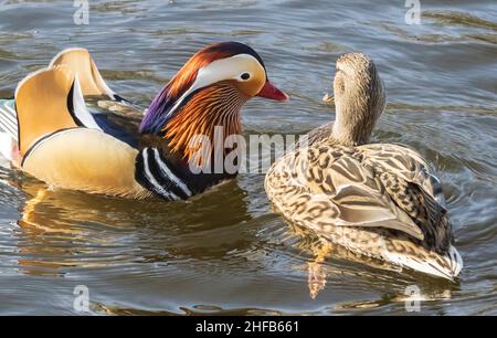 Mandarain Duck drake, mâle, accompagnant le pallard femelle sur la rivière Tweed en Écosse Banque D'Images