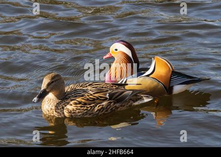 Mandarain Duck drake, mâle, accompagnant le pallard femelle sur la rivière Tweed en Écosse Banque D'Images