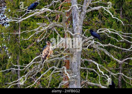 Aigle à queue blanche avec tuteurs corbeau Banque D'Images