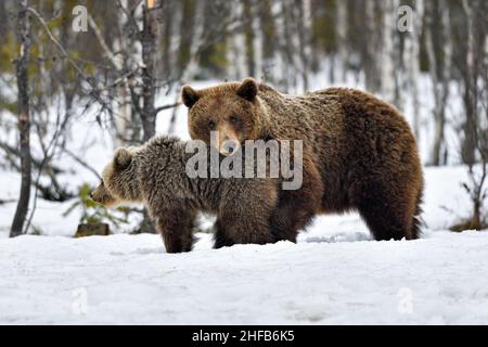Maman ours brun avec des anyelings. Banque D'Images