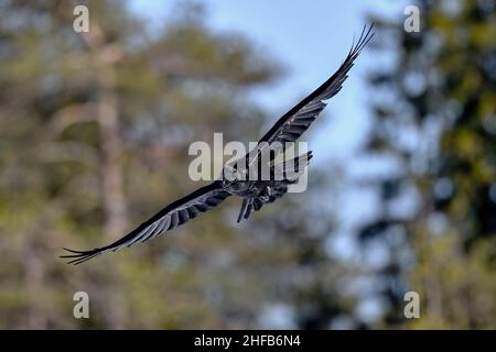 Grand corbeau en vol Banque D'Images