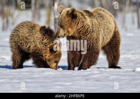 La mère ours enseigne au cub à chercher de la nourriture sous la neige et la glace Banque D'Images