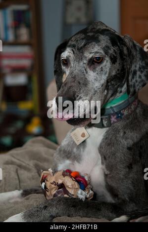 Cadeaux d'ouverture pour chiens à la maison le Noël Banque D'Images