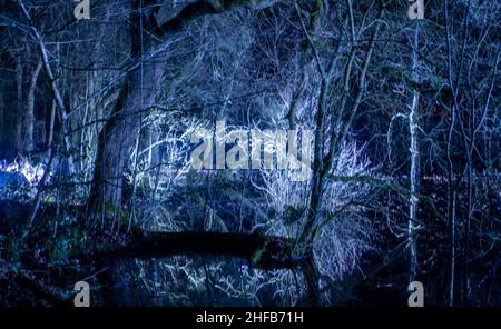 Forêt mystique image d'arbres dans un lac éclairé par des effets de lumière blanche Banque D'Images