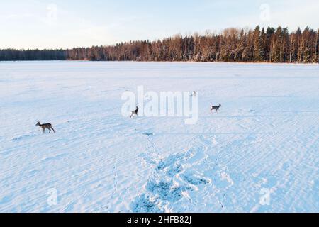 Cerf de Virginie, Capreolus capreolus sur un terrain enneigé pendant le coucher du soleil hivernal en Estonie, en Europe du Nord. Banque D'Images