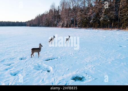 Cerf de Virginie, Capreolus capreolus sur un terrain enneigé pendant le coucher du soleil hivernal en Estonie, en Europe du Nord. Banque D'Images