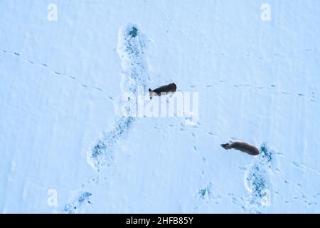 Antenne de deux cerfs de Virginie, Capreolus capreolus écoutant sur un terrain enneigé pendant un coucher de soleil en soirée d'hiver en Estonie. Banque D'Images