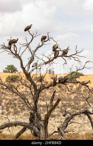 Vautours à dos blanc dans un arbre du Kgalagadi Banque D'Images