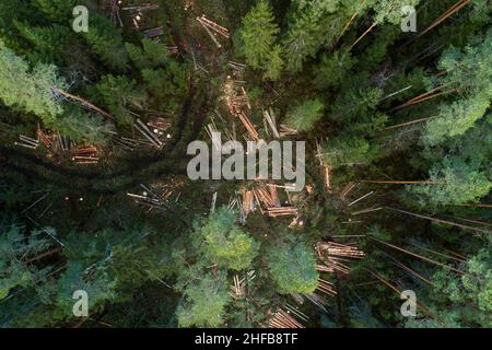 Une antenne de grumes d'épinette et de pin fraîchement coupées le long d'un petit chemin boueux à travers une forêt boréale estonienne. Banque D'Images