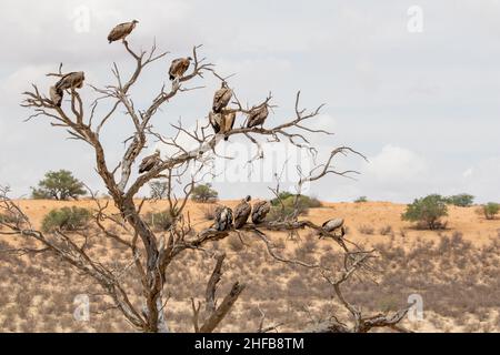 Vautours à dos blanc dans un arbre du Kgalagadi Banque D'Images