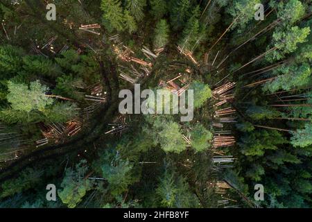 Une antenne de grumes d'épinette et de pin fraîchement coupées le long d'un petit chemin boueux à travers une forêt boréale estonienne. Banque D'Images