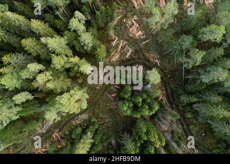 Une antenne de grumes d'épinette et de pin fraîchement coupées le long d'un petit chemin boueux à travers une forêt boréale estonienne. Banque D'Images