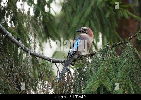 geai eurasien, Garrulus glandarius perché sur une grande branche d'épinette dans la forêt boréale estonienne. Banque D'Images