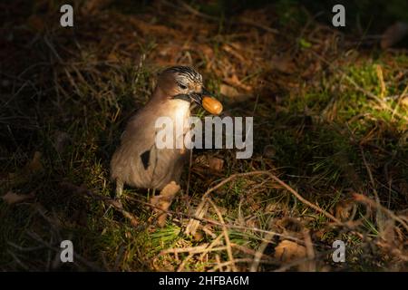 jay eurasien, Garrulus glandarius rassemblant des acornes pour la saison d'hiver dans une forêt boréale de la fin de l'automne en Estonie. Banque D'Images