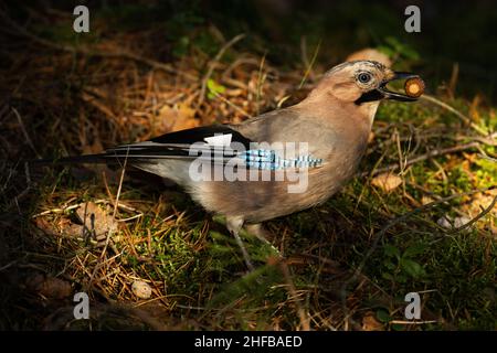 jay eurasien, Garrulus glandarius rassemblant des acornes pour la saison d'hiver dans une forêt boréale de la fin de l'automne en Estonie. Banque D'Images