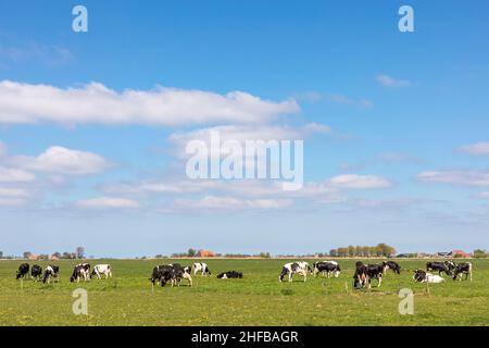 Vaches dans le paysage paître dans le pâturage, paisible et ensoleillé dans des terres plates avec des nuages à l'horizon, une vue large de troupeau dans le champ, une vue large avec dai Banque D'Images