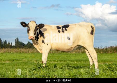 Vache noire et blanche, jeune, debout sur l'herbe verte dans un pré, pâturage aux pays-Bas, et un ciel bleu. Banque D'Images