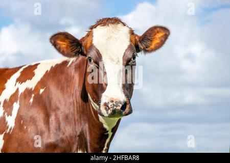 Tête de vache rouge avec un feu, regardant un peu ridicule, yeux de rêve et museau rose, ciel bleu nuageux, gros plan de la tête Banque D'Images