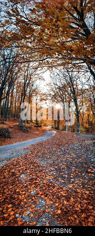 Feuillage d’automne Banque D'Images