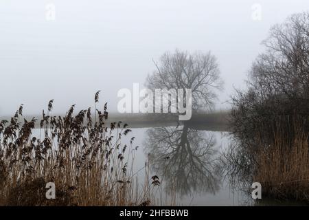 Silhouettes et réflexion d'arbres sans feuilles dans un petit lac par temps brumeux.Zuid-Beveland, province de Zélande, pays-Bas. Banque D'Images