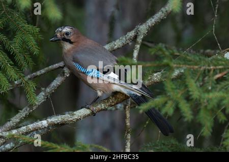 geai eurasien, Garrulus glandarius perché sur une branche de l'épinette dans la forêt boréale estonienne. Banque D'Images