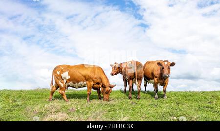 Bovins de boucherie, bovins de viande et bovins laitiers, double but regardant côte à côte, une vache de derrière et une dans le champ Banque D'Images