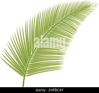 Illustration vectorielle feuille de palmier Illustration de Vecteur