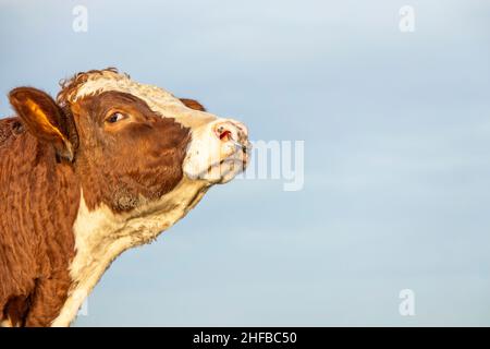 Tête de taureau avec anneau de nez, profil puissant, expression amicale tendre Banque D'Images