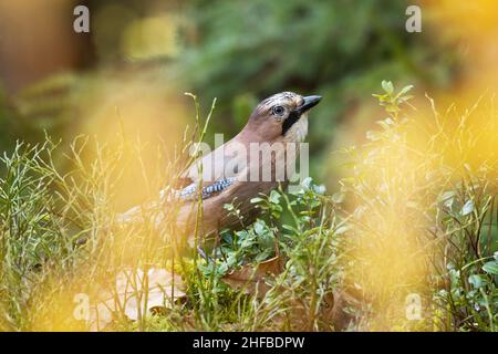 Oiseau forestier Jay eurasien, Garrulus glandarius au milieu des arbustes forestiers pendant le feuillage d'automne en Estonie. Banque D'Images