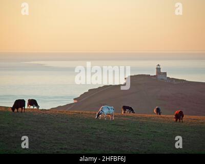 Des bovins se broutent sur les South Downs entre Beachy Head et Birling Gap, dans l'est du Sussex Banque D'Images