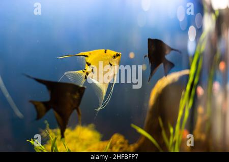 Colourfull aquarium poissons dans l'eau bleu sombre profonde Banque D'Images