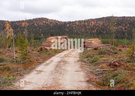 De grandes piles de bois de conifères en face d'une forêt couverte sont tombées dans le nord de la Finlande. Banque D'Images