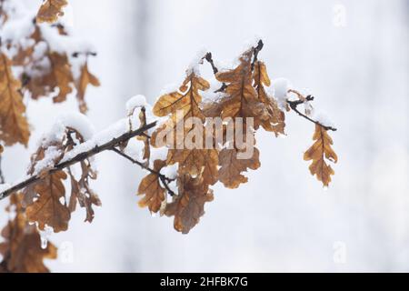 Chêne commun brunâtre, les feuilles de Quercus robur n'ont pas chuté pendant une journée d'hiver dans la campagne estonienne, en Europe du Nord. Banque D'Images