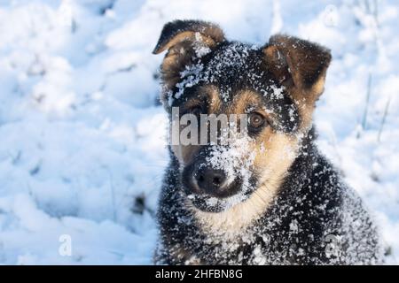 Portrait d'un chiot allemand calme de shepard recouvert de neige lors d'une journée d'hiver ensoleillée en Europe. Banque D'Images