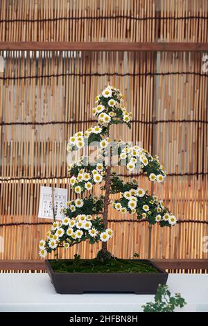Tokyo, Japon - 25 octobre 2019 : la vue de bonsaï fait de fleurs de chrysanthème en exposition de fleurs au sanctuaire de Yasukuni (Kikka-Ten).Japon Banque D'Images