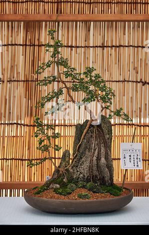 Tokyo, Japon - 25 octobre 2019 : la vue de bonsaï fait de fleurs de chrysanthème en exposition de fleurs au sanctuaire de Yasukuni (Kikka-Ten).Japon Banque D'Images
