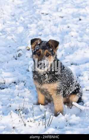 Un chiot allemand calme de shepard recouvert de neige et assis lors d'une journée d'hiver ensoleillée en Europe. Banque D'Images