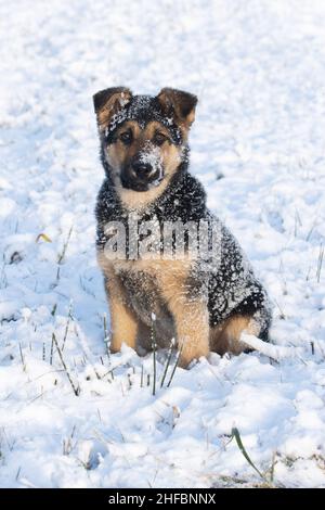 Un chiot allemand calme de shepard recouvert de neige et assis lors d'une journée d'hiver ensoleillée en Europe. Banque D'Images