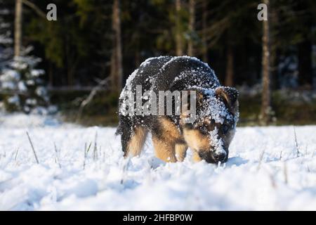 Le chiot German shepard couvert de neige au sol lors d'une journée d'hiver ensoleillée en Europe. Banque D'Images