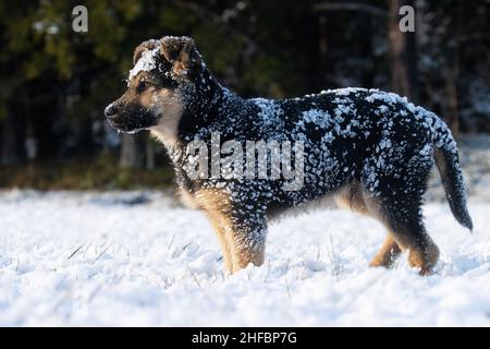 Calme German sheppard chiot couvert de neige debout sur une journée d'hiver ensoleillée en Europe. Banque D'Images