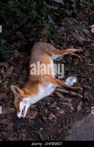 Un renard mort situé à côté d'une route dans un village rural de Wes Sussex, au Royaume-Uni Banque D'Images